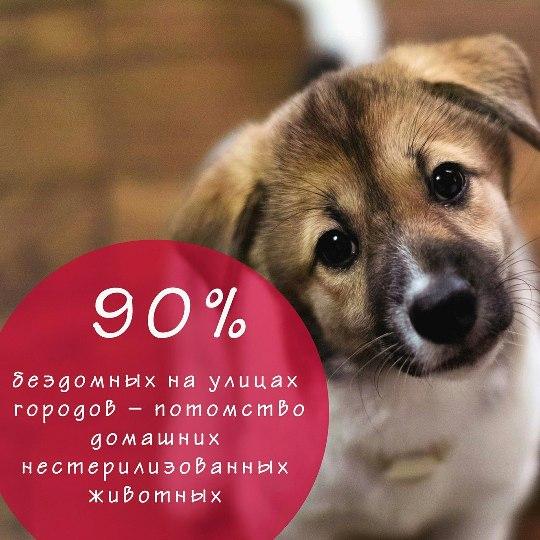 Сколько стоит стерилизация кошки в иркутске