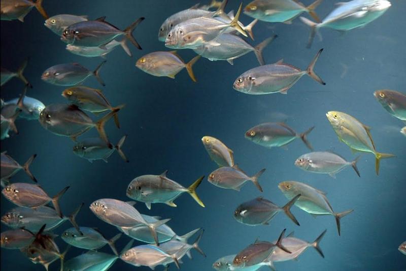 Рыбы адриатического моря